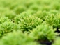 Preview: Kleiner Wasserstern - Pogostemon helferi
